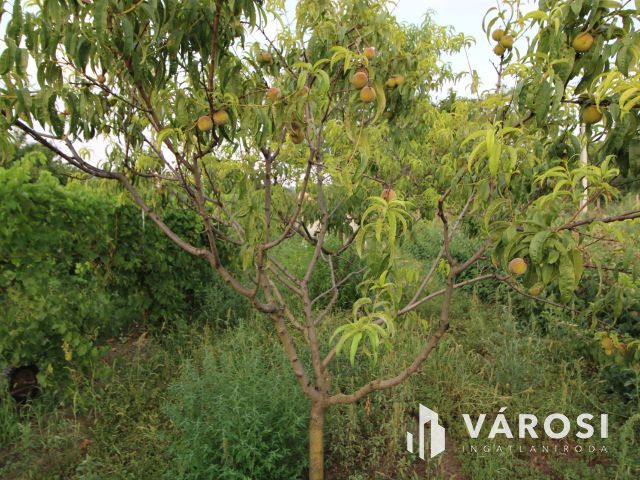 Almáskertekben 4 zárt kert egyben